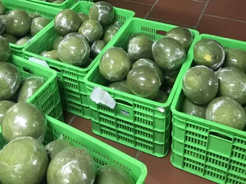 Hàn Quốc chính thức cấp phép nhập khẩu bưởi Việt Nam