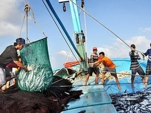 Đánh cá… phạm luật