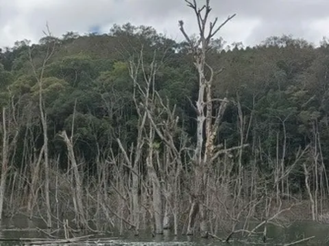 Kỷ luật hàng loạt cán bộ vụ hơn 25ha rừng ở Kon Tum bị chết