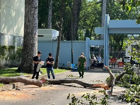 TPHCM: Gãy nhánh cây ở công viên Tao Đàn, 2 người tử vong