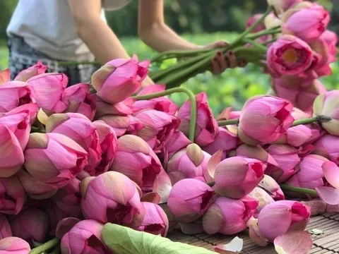 Hà Nội bảo tồn, lưu giữ nhiều nguồn gen quý