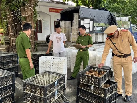 Quảng Ninh: Bắt giữ hơn 27.000 gà giống, trứng gà, vịt không rõ nguồn gốc