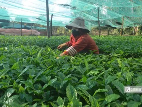 Nhiều tồn tại, hạn chế trong quản lý các cơ sở sản xuất, kinh doanh giống cây trồng ở Đắk Nông