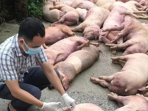 Tăng dần tính liên kết trong chăn nuôi lợn