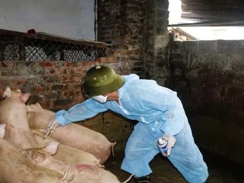 Quảng Ninh: Thử nghiệm vắc-xin phòng bệnh tả lợn châu Phi