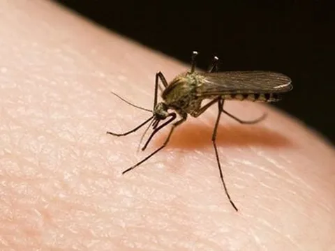 TPHCM: Số ca sốt xuất huyết tăng, tay chân miệng giảm