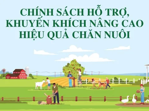 Infographics: Chính sách hỗ trợ, khuyến khích nâng cao hiệu quả chăn nuôi