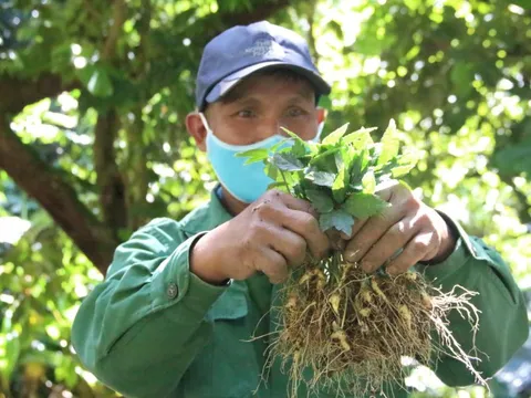 Cần sớm chuẩn hóa sản phẩm sâm Việt Nam