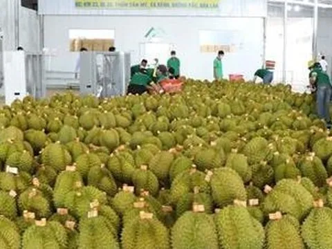Chính thức cấp phép sầu riêng đông lạnh sang Trung Quốc