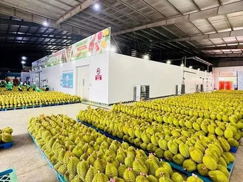 Cá sấu, dừa tươi, sầu riêng đông lạnh chính thức được xuất khẩu chính ngạch sang Trung Quốc