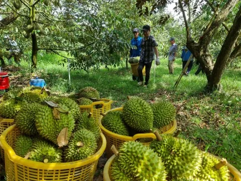 Định hướng phát triển các cây chủ lực tại từng địa phương