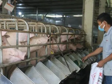 Một số chính sách hỗ trợ phát triển chăn nuôi từ 20/9