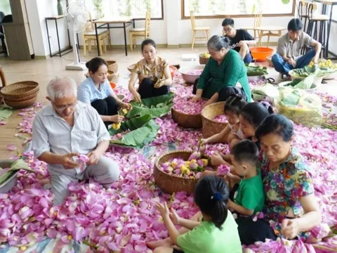 Nghề ướp trà sen Quảng An là Di sản văn hóa phi vật thể quốc gia