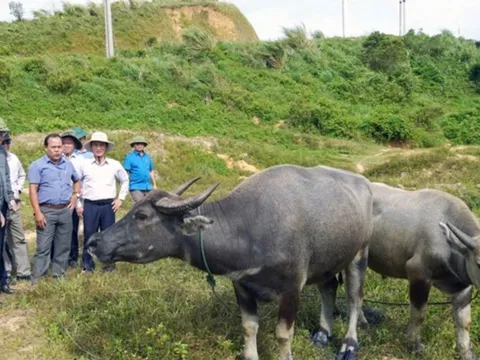 Quảng Trị: Khẩn trương khống chế dịch lở mồm long móng