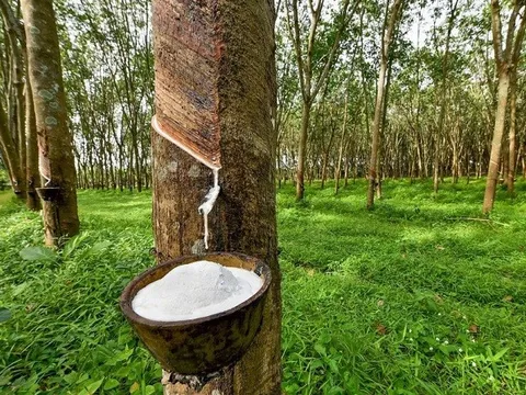 Dư địa tăng trưởng xuất khẩu cao su những tháng cuối năm