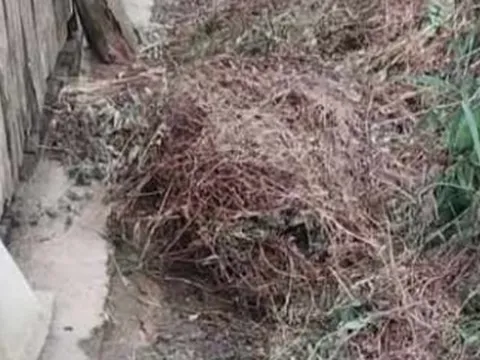 Điều tra vụ ông nội bị cháu gái 13 tuổi sát hại rồi vùi xuống cỏ