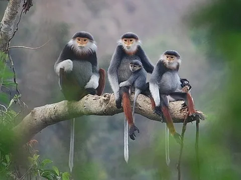 Khắc phục bất cập trong quản lý thực vật rừng, động vật rừng nguy cấp, quý, hiếm