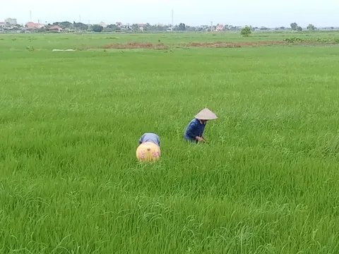 Bảo vệ 1 triệu ha lúa mùa trong bão số 3