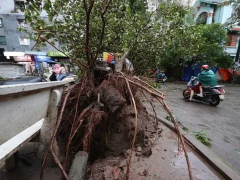 Siêu bão Yagi: Hàng loạt cây ở Hà Nội bật gốc, nhiều tuyến phố ùn tắc kéo dài