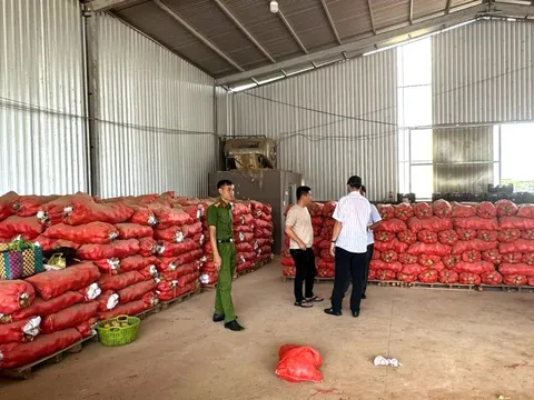 Phát hiện thủ đoạn dùng khoai tây Trung Quốc làm giả thương hiệu khoai tây Đà Lạt