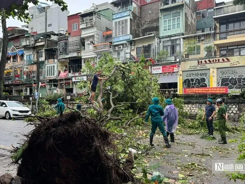 Hà Nội yêu cầu trồng lại tại chỗ cây đổ có đường kính dưới 25cm