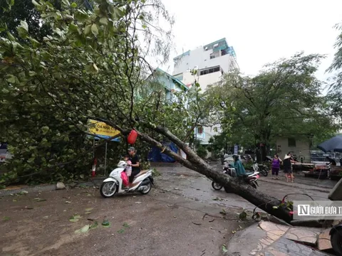 Hà Nội: Hơn 540 cây gãy đổ, bật gốc do bão số 3