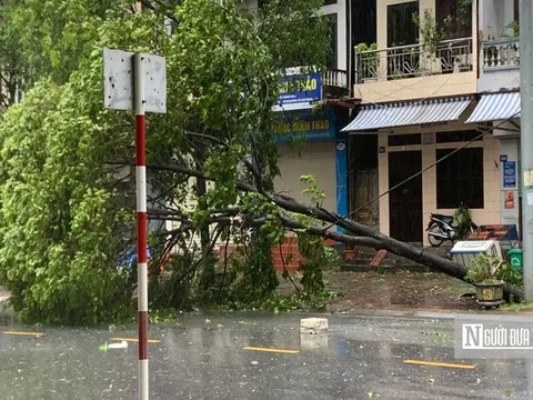 Hà Nội: Cây đổ trên đường Trần Duy Hưng làm một người thiệt mạng