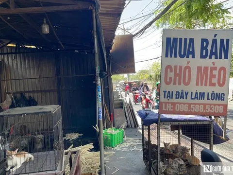 Biến tướng lừa đảo từ các dịch vụ tìm thú cưng trên mạng