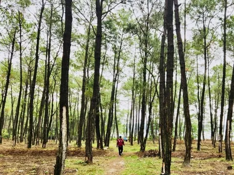 Quảng Bình phát huy thế mạnh từ rừng để khai thác tín chỉ carbon