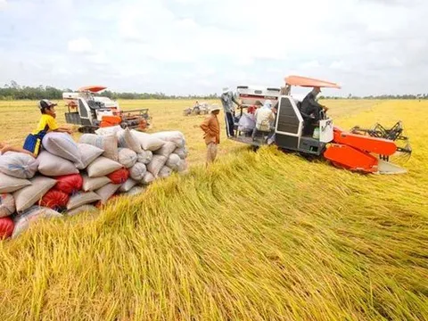 Chính phủ ban hành chính sách hỗ trợ bảo vệ đất trồng lúa