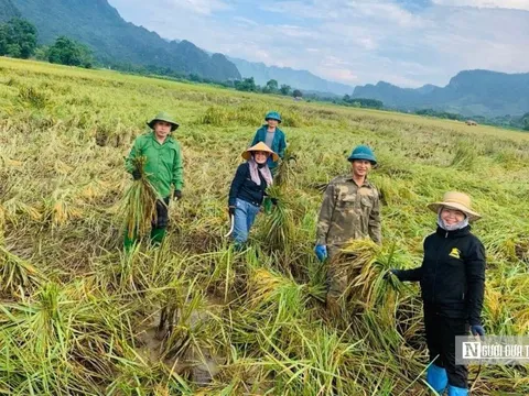 Tuyên Quang: Thầy cô lội ruộng gặt lúa, hỗ trợ khắc phục hậu quả sau bão số 3