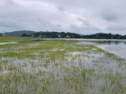 Thanh Hóa duyệt chi gần 17 tỷ hỗ trợ bổ sung thiệt hại nông nghiệp