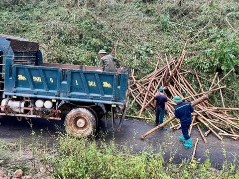 Quảng Ninh đề nghị doanh nghiệp xuất khẩu gỗ hỗ trợ tiêu thụ cho các chủ rừng
