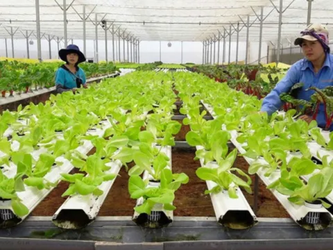 Tiêu chí phân loại hợp tác xã