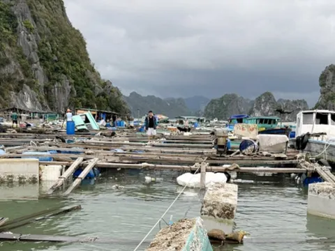 Quảng Ninh: Ngân hàng CSXH hoãn thu lãi khách hàng bị ảnh hưởng bởi bão