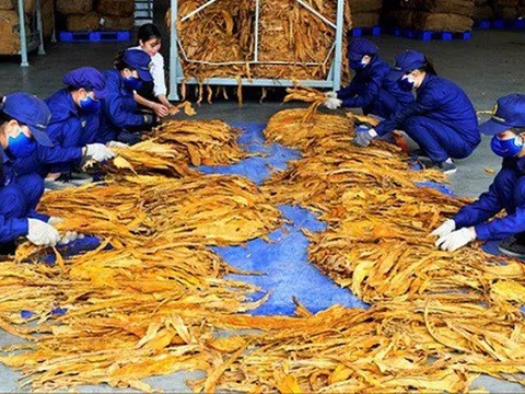 Đề xuất hạn ngạch thuế quan nhập khẩu thuốc lá nguyên liệu năm 2025