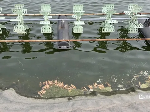 Hộ nuôi trồng thuỷ sản ngóng phương án hỗ trợ vay vốn sau bão số 3