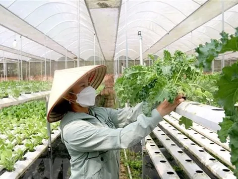 Chính sách hỗ trợ phát triển tổ hợp tác, hợp tác xã, liên hiệp hợp tác xã