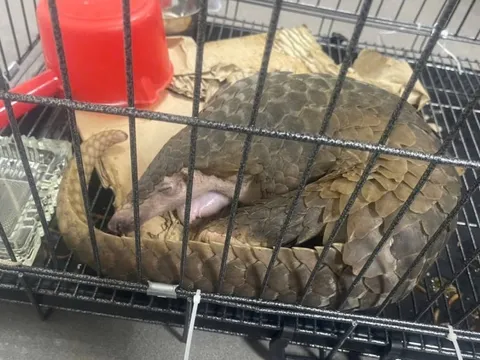 Khởi tố 2 đối tượng buôn bán, vận chuyển cá thể tê tê Java