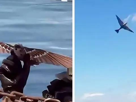 UAV trinh sát vỗ cánh như chim thật: Khả năng ngụy trang hoàn hảo