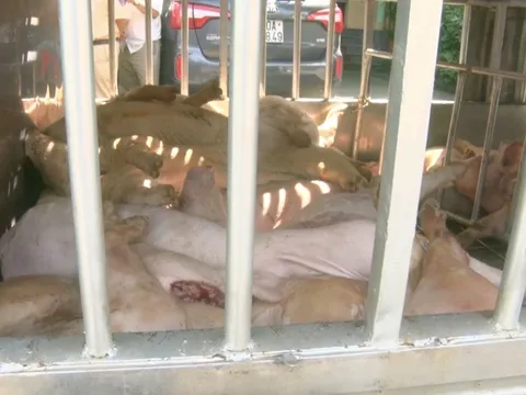 Phát hiện hàng chục con lợn chết, nghi mắc bệnh truyền nhiễm đang trên đường đi tiêu thụ