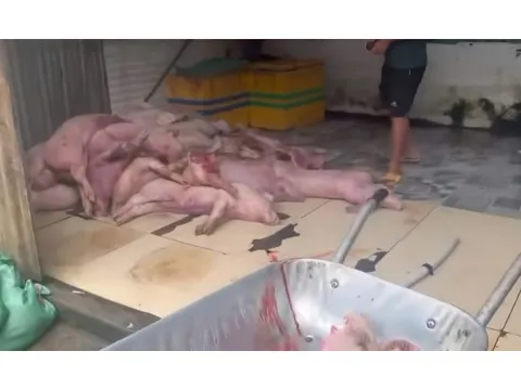 Bắt quả tang cơ sở thu mua, giết mổ hơn 3 tấn heo chết