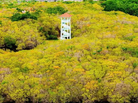 Vẻ đẹp quyến rũ rừng ngập mặn Rú Chá mùa thay lá