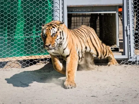 Loài vật tuyệt tích 70 năm tái xuất nhờ kế hoạch “thả hổ về rừng”