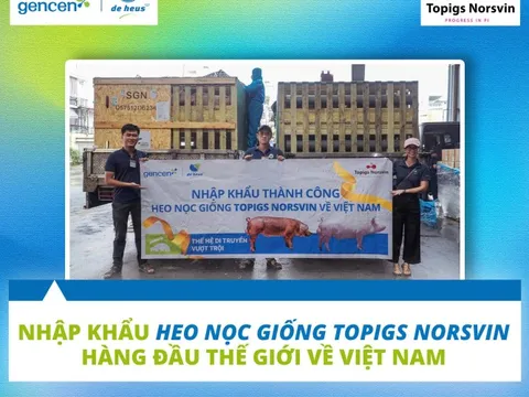 De Heus nhập khẩu giống heo Topigs Norsvin hàng đầu thế giới về Việt Nam