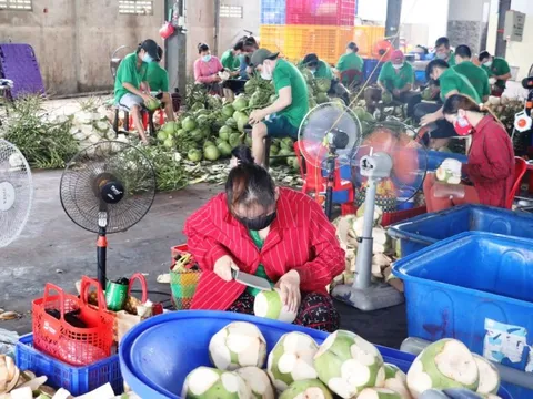 Dừa xiêm xanh và bưởi da xanh Bến Tre được Cơ quan Sở hữu trí tuệ Canada cấp văn bằng bảo hộ