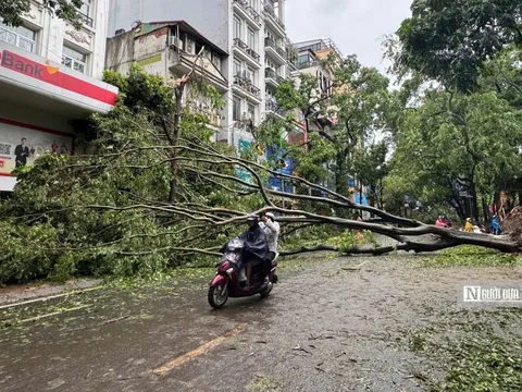 Hà Nội tiếp tục xác minh chủ đầu tư trồng cây còn nguyên bầu