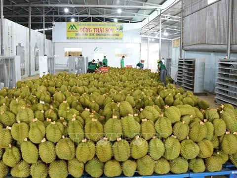 Xuất khẩu nông lâm thủy sản 9 tháng đạt 46,28 tỷ USD