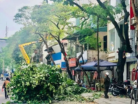 Hà Nội trồng lại trên 4.100 cây xanh bị gãy đổ