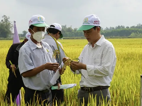 Bình Định: Tìm giải pháp để nông dân thoát cảnh 'được mùa mất giá'